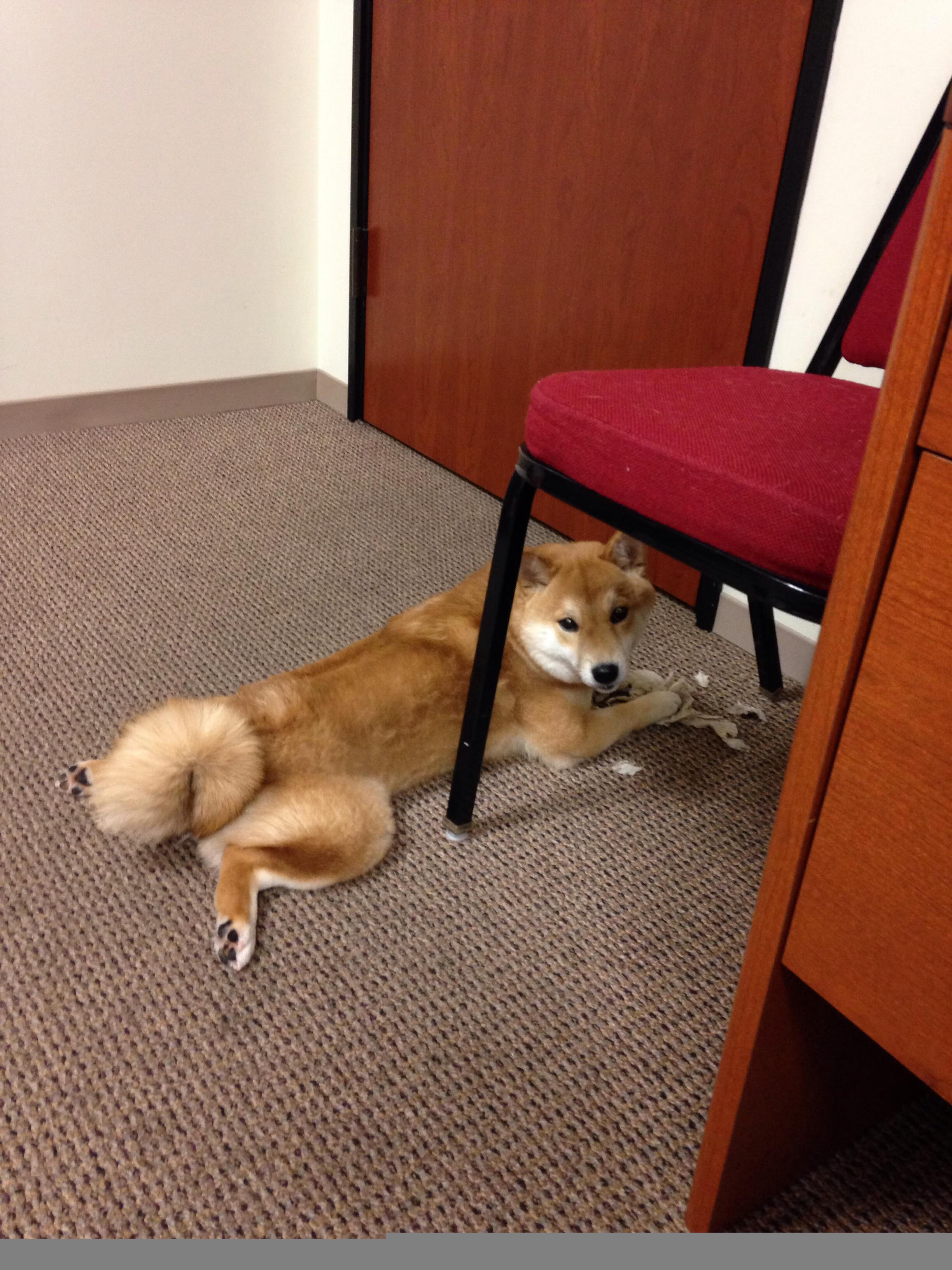 跨界奇迹，勒沃库森篮球队在NBA总决赛焦点战中完胜韩国劲旅