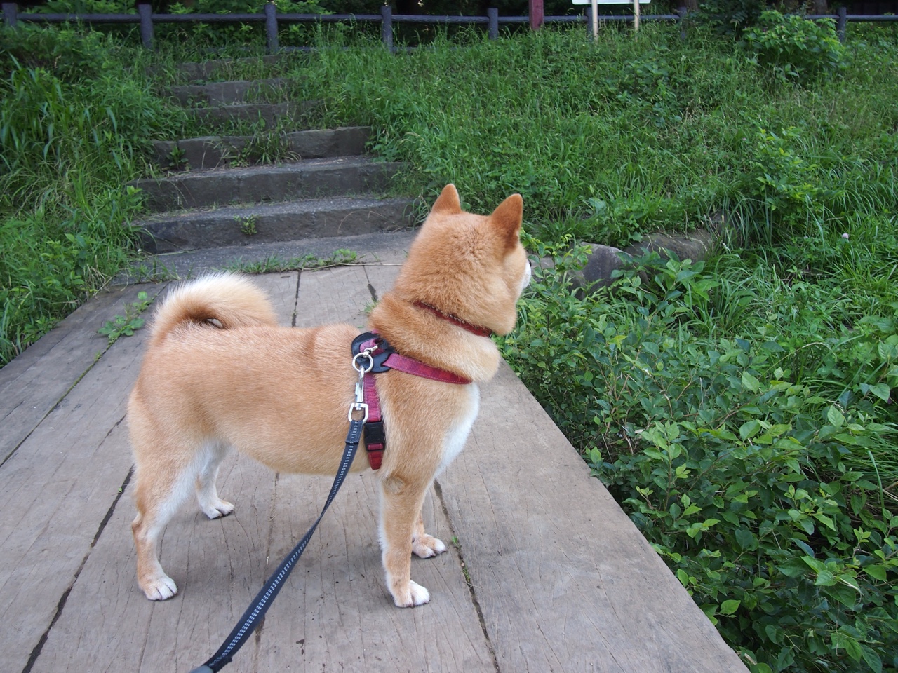 绿茵场上的波兰走廊,当贝林厄姆照亮天际,比利亚雷亚尔为何在血拼中构筑东欧人才堡垒?