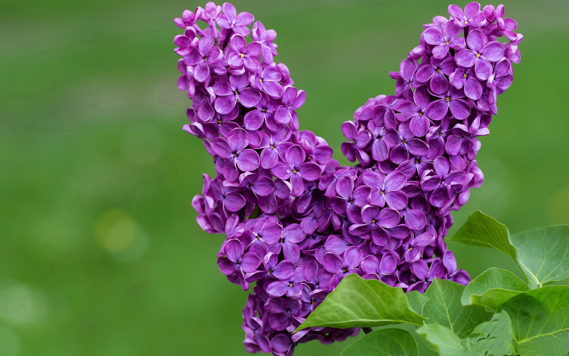 城市之血，布伦森的引擎在霓虹血管中炸裂