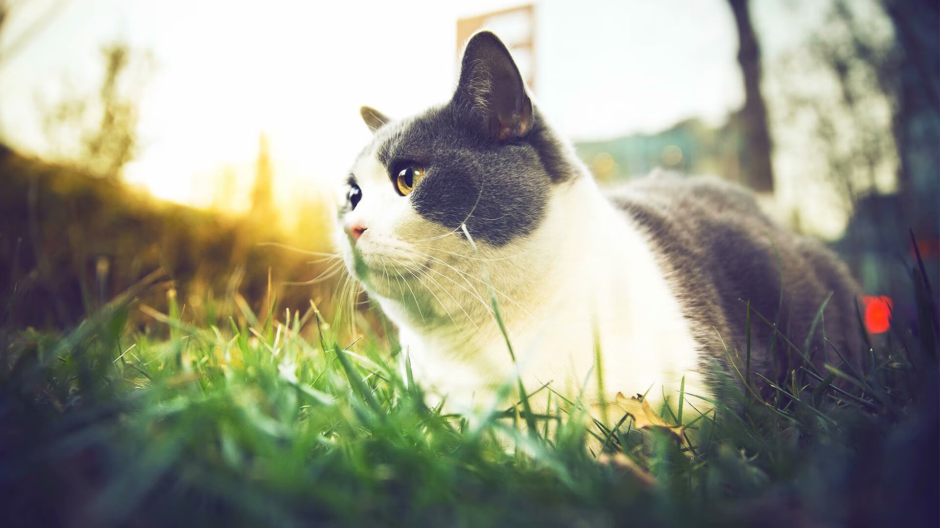 足球之影,当格纳布里的爆发遇上日本的物哀美学