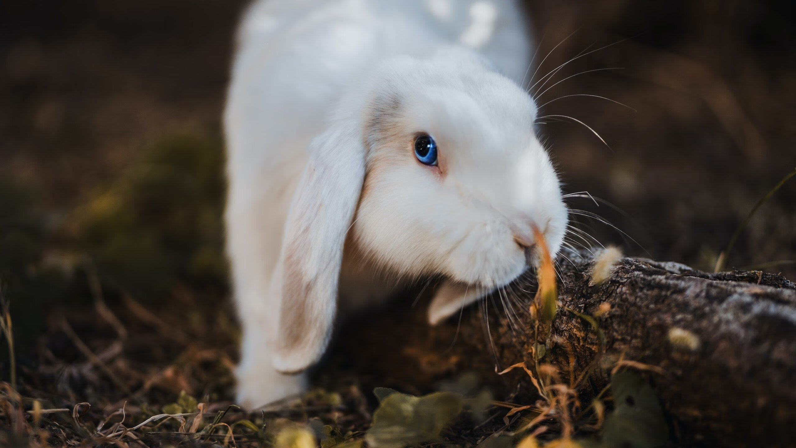 迪巴拉防守端铁闸锁敌,利物浦血拼终克国际米兰