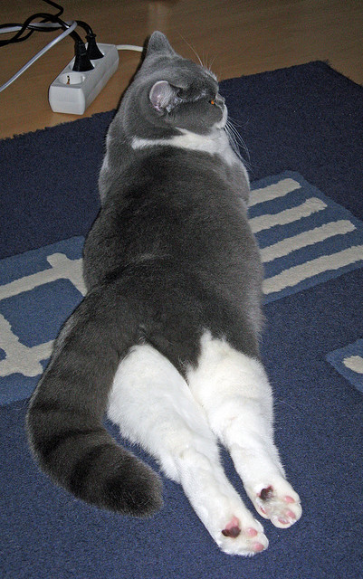 节拍与引擎,当拉齐奥单节击溃日本,楚阿梅尼在街道赛接管比赛