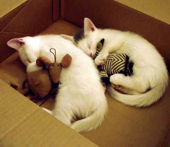 双城记,当伯纳乌的喧嚣遇见篮球场的无声爆炸