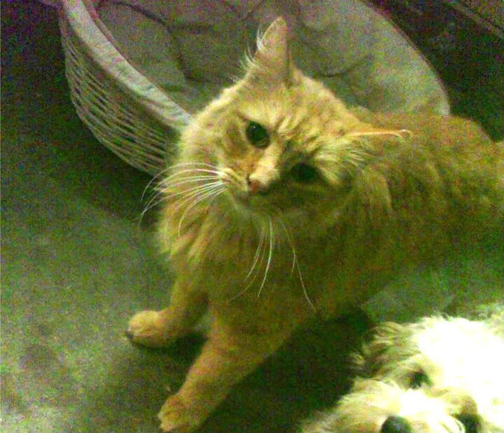 绿茵魔法破北境铁壁，2026世界杯焦点战，技术流奇才力克纪律之师猛龙