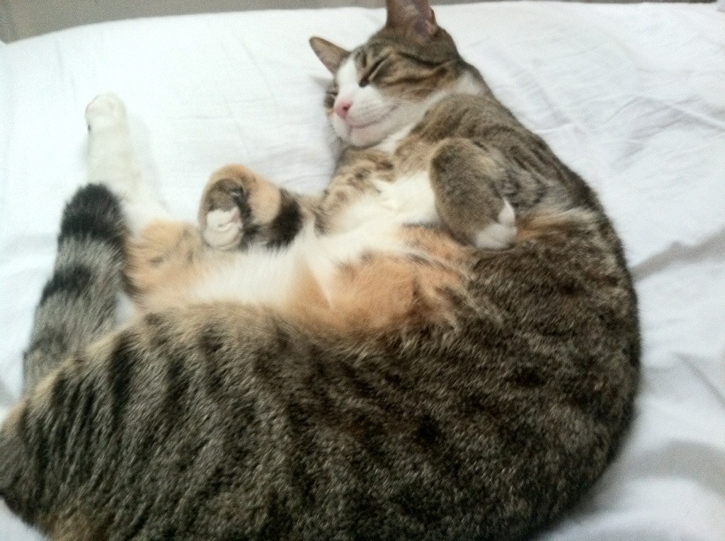 开云体育登录-小舞台与大心脏，黄喜灿的跃迁与佛罗伦萨的逆袭密码